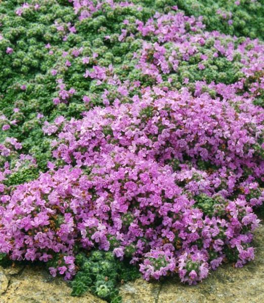 Thymus praecox 'Pseudolanuginosus'